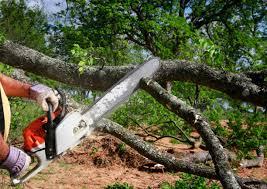 Best Tree and Shrub Care  in Melissa, TX