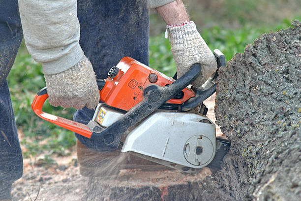 Best Emergency Tree Removal  in Melissa, TX