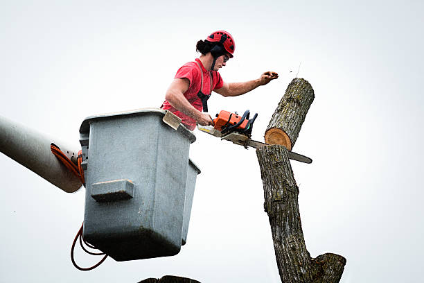 Best Firewood Processing and Delivery  in Melissa, TX